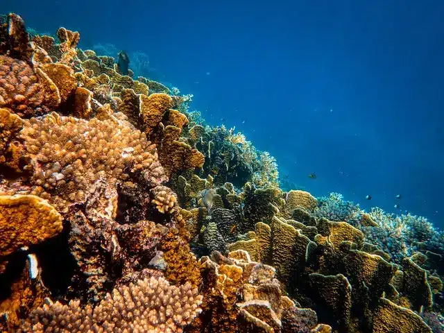 Anegada