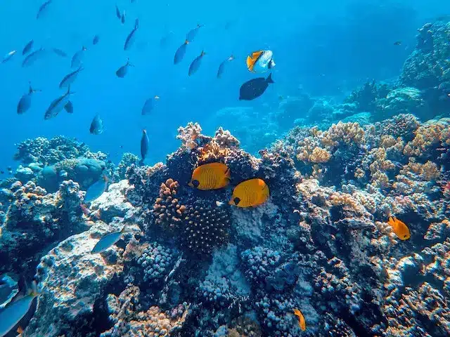 Le barriere coralline più belle dei Caraibi