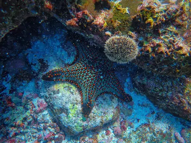 Grenada