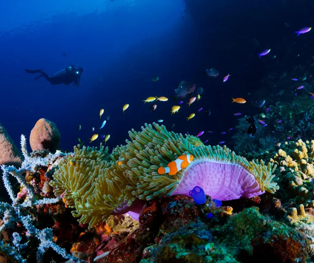 caraibi isole caraibiche barriera corallina Immersioni nei Caraibi - snorkeling caraibi - immersioni ai caraibi
