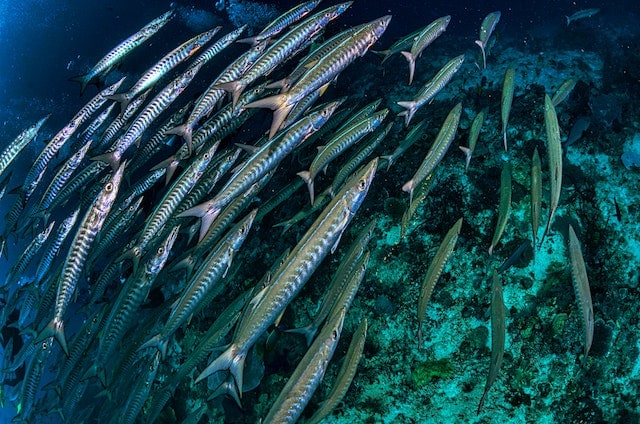 Barracuda pesci tropicali grandi pesci giganti delle bahamas